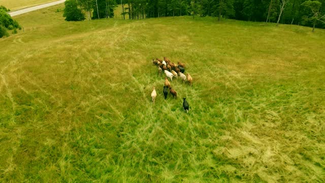Cattle grazing on Middle Tennessee pasture