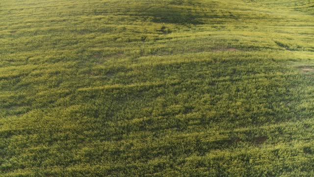 Flat, fertile West Tennessee farmland